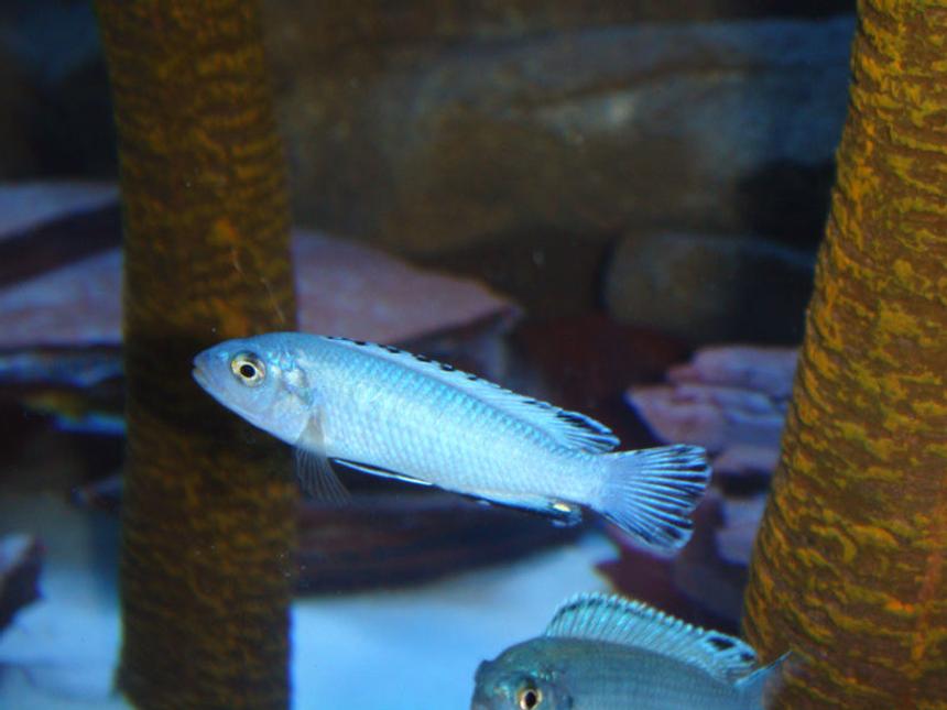 Rated #476: Freshwater Fish - Pseudotropheus Socolofi - Powder Blue Cichlid Stocking In 72 Gallons Tank - Pseudotropheus Socolofi Lake Malawi Mbuna Cichlid