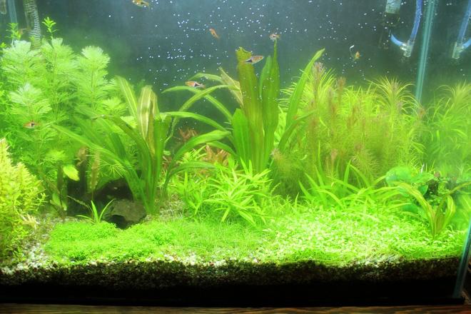 25 gallons planted tank (mostly live plants and fish) - 25 Gallon Planted