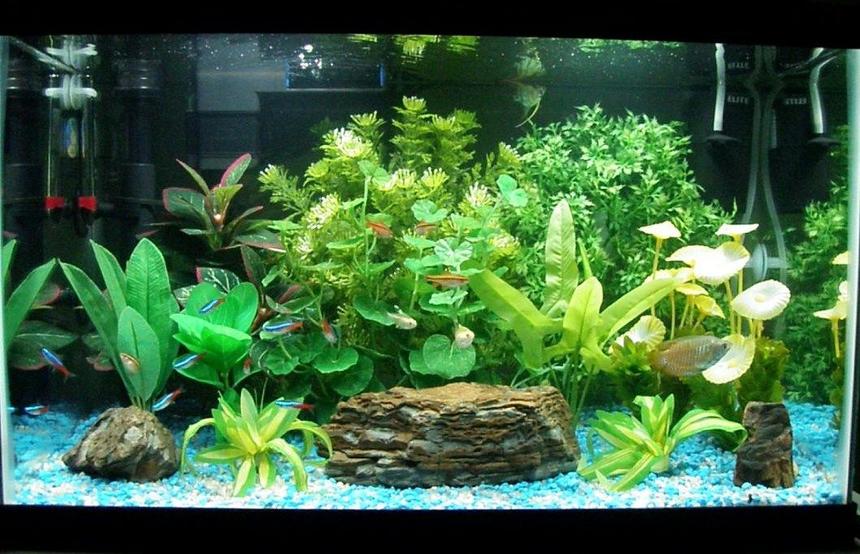 Rated #140: 10 Gallons Freshwater Fish Tank - 10 gallon tank with aqueon quietflow 10 and hagen elite mini. Timed LED lighting daylight and moonlight. Silkand Plastic plants with rocks, mix of white and blue gravel. Livestock are 10 neon tetras, 5 cherry barbs, 2 Gold pristella tetras, 1 otocinclus catfish, 1 neon blue dwarf gourami and 1 small veil angel