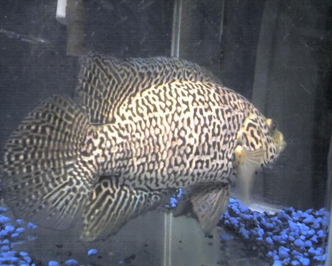 freshwater fish - parachromis managuensis - jaguar cichlid stocking in 5 gallons tank - Pic taken of Jaguar Cichlid (male) 4/17/2010