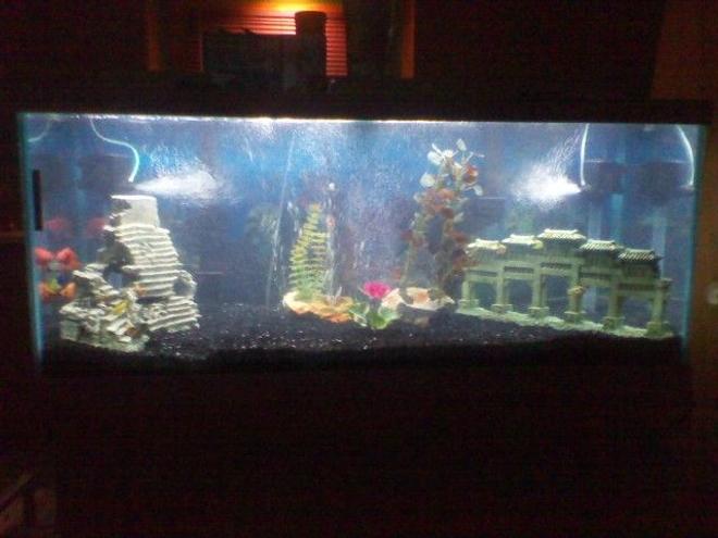 75 gallons freshwater fish tank (mostly fish and non-living decorations) - full view of my tank at night with the light on also u can see i think 2 parrot fish to the left