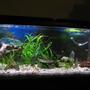 55 gallons freshwater fish tank (mostly fish and non-living decorations) - updated with all 25 fish