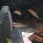 fish tank picture - denisonis