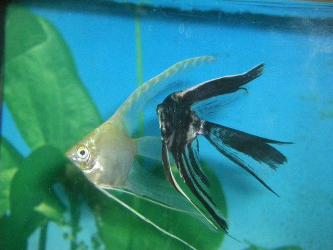 freshwater fish - pterophyllum sp. - gold veil angel stocking in 40 gallons tank - My 2 veil tail angel fish. I hope the become a mating pair!!