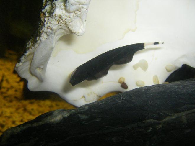 freshwater fish - apteronotus albifrons - black ghost knifefish stocking in 40 gallons tank - Black ghost knife fishin his shell.