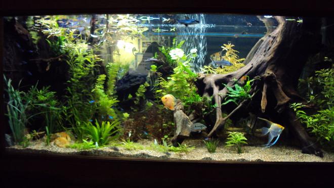 200 gallons planted tank (mostly live plants and fish) - 200 gal. community tank.  Fully planted low light setup.