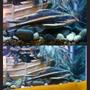 freshwater fish - platydoras costatus - striped raphael catfish stocking in 55 gallons tank - my raphael catfish