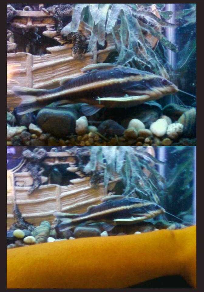 freshwater fish - platydoras costatus - striped raphael catfish stocking in 55 gallons tank - my raphael catfish