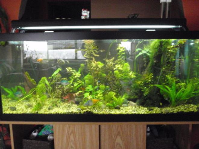 75 gallons planted tank (mostly live plants and fish) - full tank with different layout, trying stuff out ;)