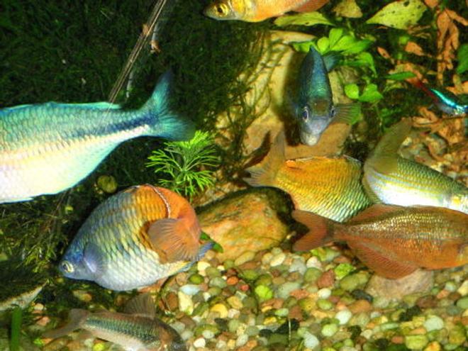freshwater fish - melanotaenia boesemani - boesemani rainbow stocking in 75 gallons tank - more rainbows