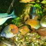 freshwater fish - melanotaenia boesemani - boesemani rainbow stocking in 75 gallons tank - more rainbows