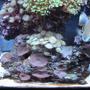 fish tank picture - Mushrooms
