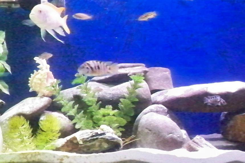 Rated #120: Freshwater Fish - Archocentrus Nigrofasciatus - Black Convict Cichlid Stocking In 55 Gallons Tank - 55 gallon