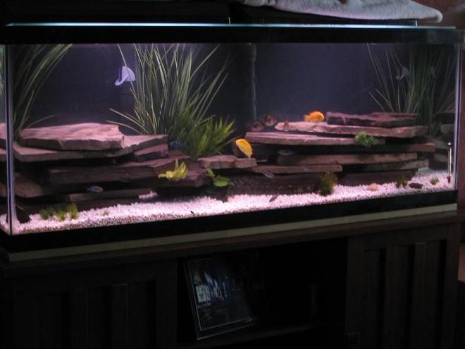 47 gallons freshwater fish tank (mostly fish and non-living decorations) - 48 x 12.5 x 18.25

Tank was made in Oct. of 1987, I've been restoring it for 2 months now.

Marineland Penguin 350 Power Filter
Marineland Penguin 200 Power Filter
Marineland Stealth Pro Heater
Aqua-Glo Lighting (2x 18")

Crushed Coral Substrate
Black and Blue Slate
Variety of Fake Plants

3 Tiger Barb
3 Yellow Lab (2 King's Cove, 1 White Morph)
1 Melanochromis sp. "Brown"
2 Golden Chinese Algae Eater
10 Pseudotropheus demasoni (Pombo Rocks)
