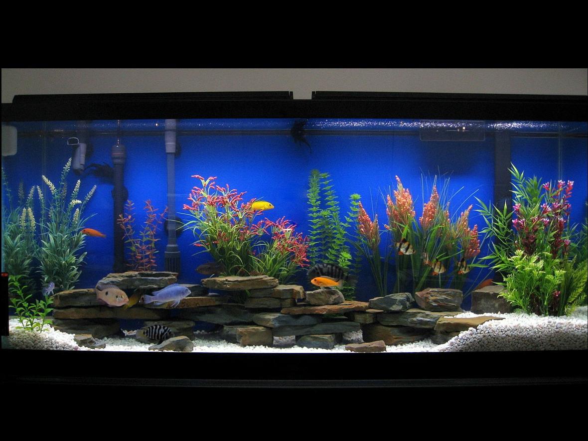 75 gallons freshwater fish tank (mostly fish and non-living decorations) - 55 Gallon Assorted Cichlids