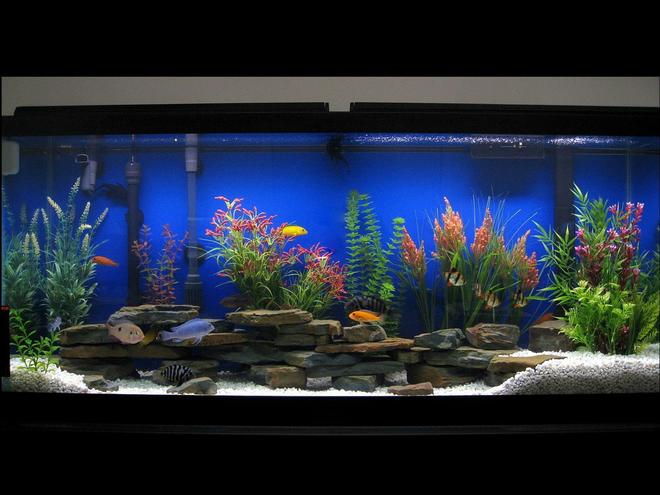 75 gallons freshwater fish tank (mostly fish and non-living decorations) - 55 Gallon
Assorted Cichlids