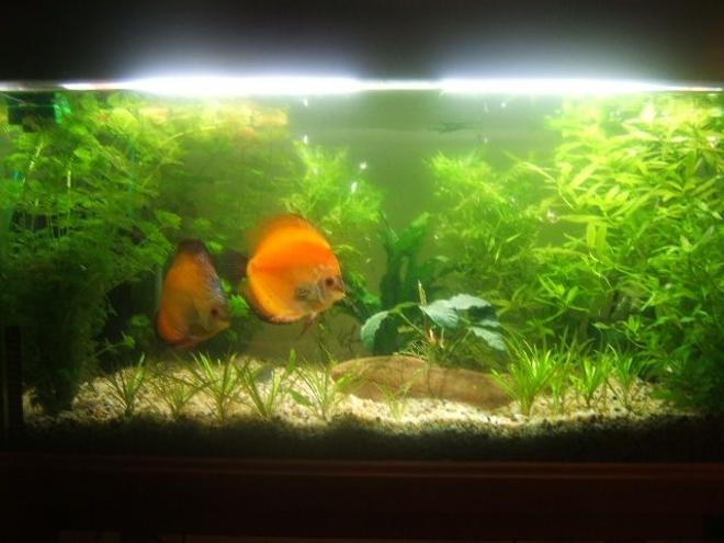 39 gallons planted tank (mostly live plants and fish) - Planted Discus Tank (Breeding Pair)