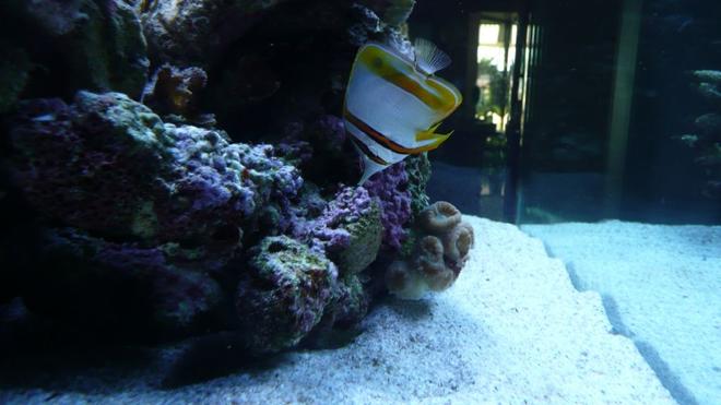 saltwater fish - chelmon rostratus - copperband butterflyfish stocking in 60 gallons tank - Copperband butterfly fish