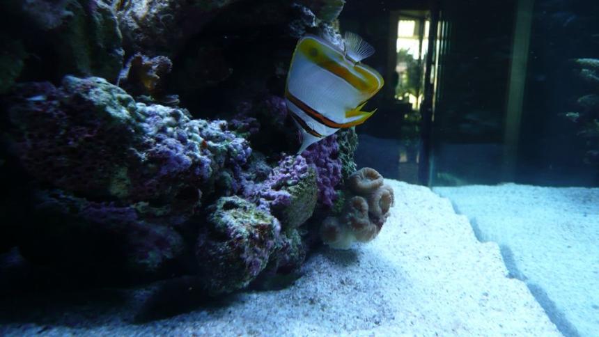 Rated #31: Saltwater Fish - Chelmon Rostratus - Copperband Butterflyfish Stocking In 60 Gallons Tank - Copperband butterfly fish
