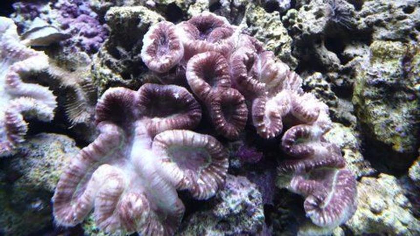 Rated #27: Corals Inverts - Lobophyllia Hemprichii - Brain Coral, Lobophyllia Stocking In 60 Gallons Tank - Brain Coral