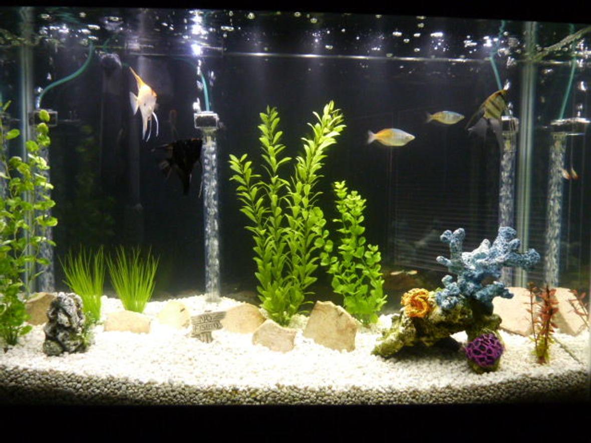 45 gallons freshwater fish tank (mostly fish and non-living decorations) - 45 Gallon Community Tank: 3 Angelfish 2 Boesemani Rainbows 1 Firemouth Cichlid 5 Rummy nose tetras 1 Sailfin Pleco
