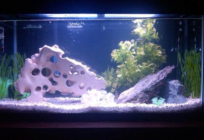 38 gallons freshwater fish tank (mostly fish and non-living decorations) - my 38 gallon freshwater tank