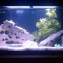 38 gallons freshwater fish tank (mostly fish and non-living decorations) - my 38 gallon freshwater tank