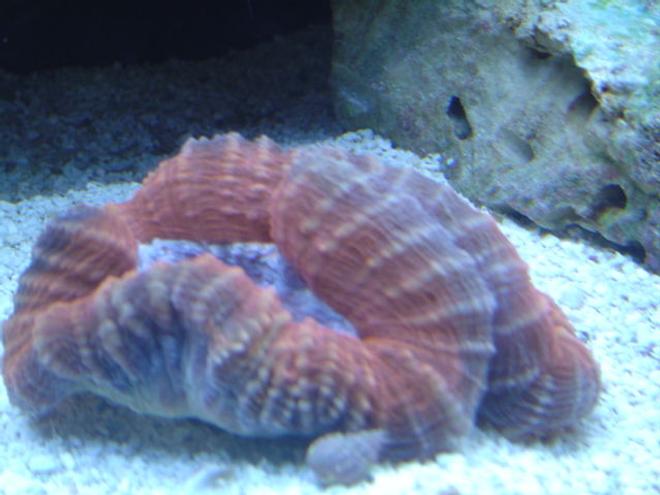 corals inverts - lobophyllia hemprichii - brain coral, lobophyllia stocking in 55 gallons tank - Lobo