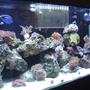 55 gallons reef tank (mostly live coral and fish) - FTS