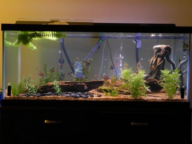 75 gallons freshwater fish tank (mostly fish and non-living decorations) - 3 Angelfish, 7 Bleeding Heart Tetras, 10 Black Phantom Tetras, 3 Pictus Catfish, 2 Hi Fin Plecostumus, between 5-15 Ghost Shrimp