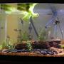 fish tank picture - 75 gallon amazonia. Left side closer view.