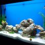 50 gallons freshwater fish tank (mostly fish and non-living decorations) - 50 gallon, fluval 305, 200 watt heater, lime stone rock, silica sand and fake plants
