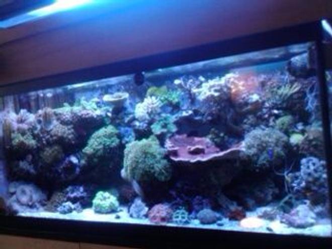 75 gallons reef tank (mostly live coral and fish) - Front View