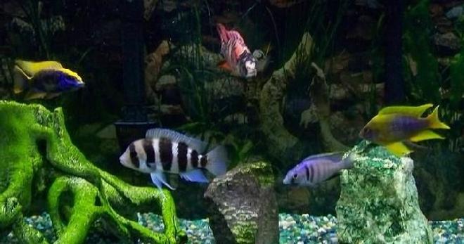 freshwater fish - cyphotilapia frontosa - frontosa cichlid stocking in 54 gallons tank - 75 Gallon: Yellow Blaze, Frontosa, OB Compressiceps, Deep Water Hap, and Lemon Jake