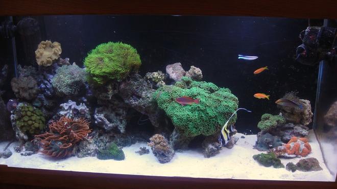 90 gallons reef tank (mostly live coral and fish) - 2010 reef