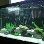 90 gallons freshwater fish tank (mostly fish and non-living decorations) - My 90 Gal Freshwater Tank
