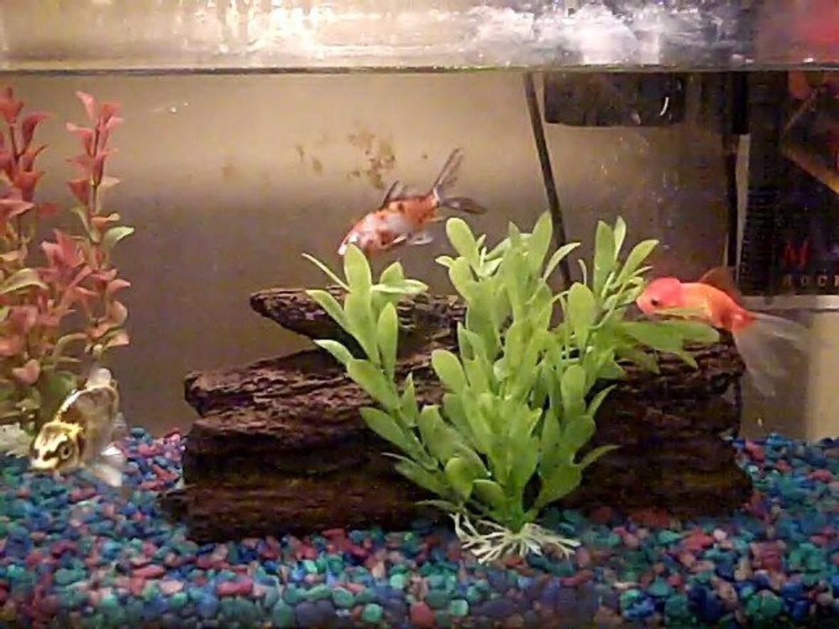 10 gallons freshwater fish tank (mostly fish and non-living decorations) - 10 gallon aquarium tank with an Eleven-inch swin through log with one medium and one large sized fake plants. 1 Fancy Goldfish 1 Shubunkin 1 Ghost Koi