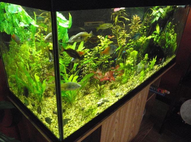 75 gallons planted tank (mostly live plants and fish) - the 75gallon
