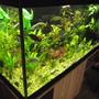 75 gallons planted tank (mostly live plants and fish) - the 75gallon
