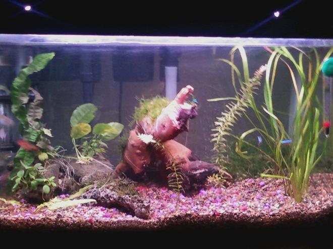 10 gallons planted tank (mostly live plants and fish) - my ten gallon tank anubias nana and broadleaf, christmas java and flame moss, crypts and java fern