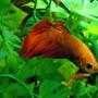 freshwater fish - betta splendens - betta - male stocking in 75 gallons tank - The betta "Mr mustafel"