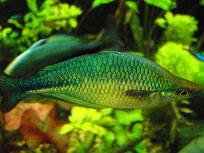 Rated #489: Freshwater Fish - Melanotaenia Splendida - Australian Rainbow Stocking In 75 Gallons Tank - More rainbows, this one has the best flashes when he tries to sweet talk his lady friends.