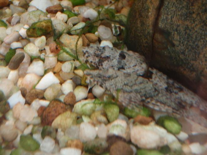 freshwater fish - rineloricaria parva - common whiptail catfish stocking in 75 gallons tank - the whiptails