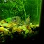 freshwater fish - corydoras sp. - false julii cory cat stocking in 75 gallons tank - some of my favorites, leopard cories.