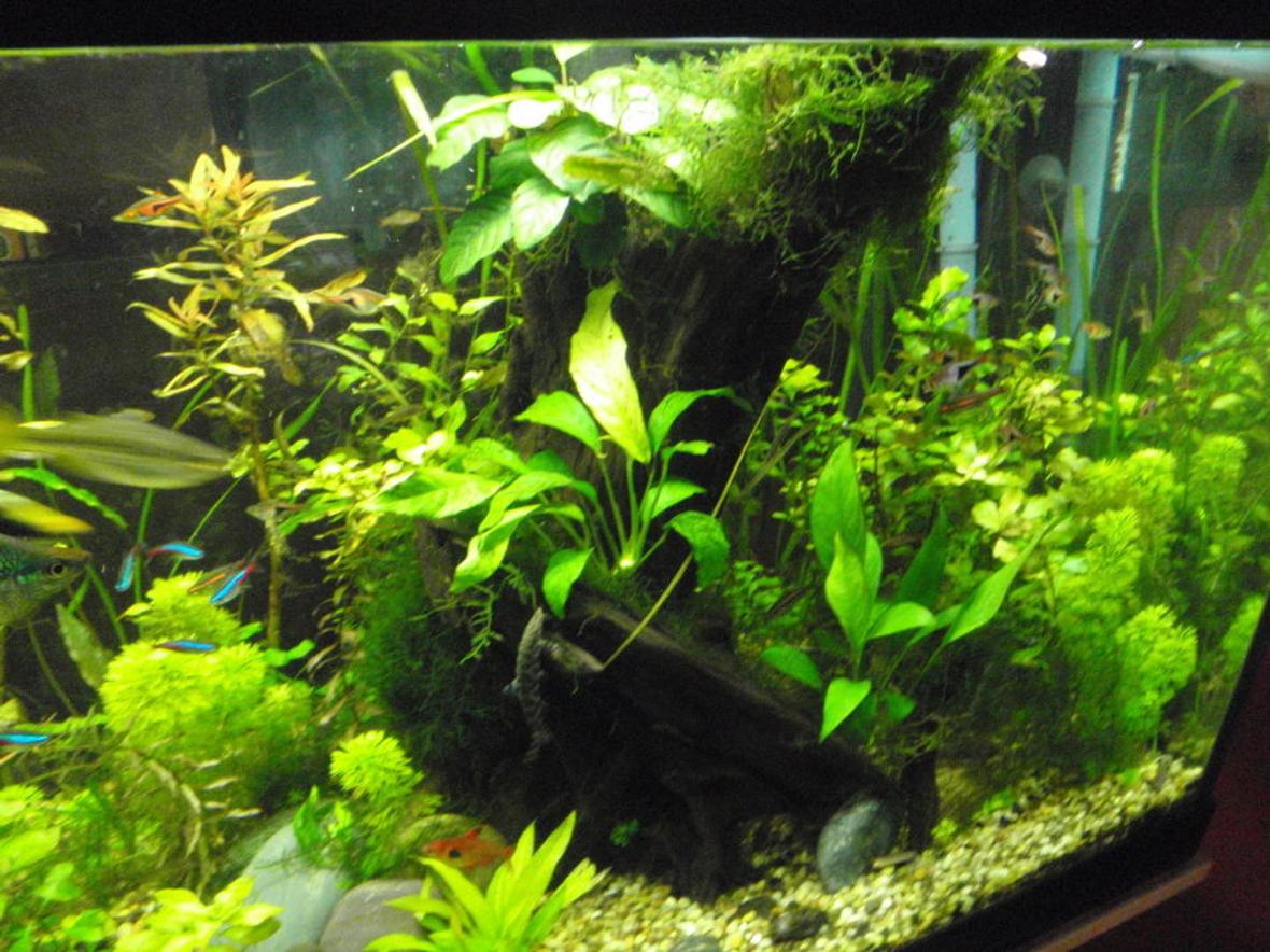 fish tank picture - right side of tank, the tree.