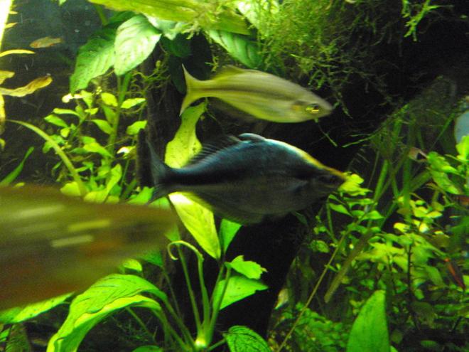 freshwater fish - melanotaenia herbertaxelrodi - axelrodi rainbow stocking in 75 gallons tank - rainbows and trees and plants omy.