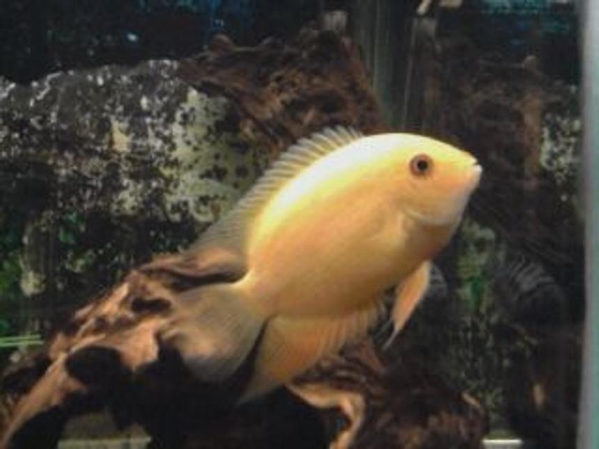 Rated #99: Freshwater Fish - Heros Serverus - Gold Severum Stocking In 55 Gallons Tank - golden sevrum