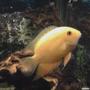 freshwater fish - heros serverus - gold severum stocking in 55 gallons tank - golden sevrum