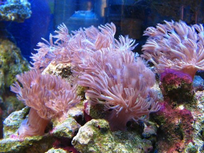 corals inverts - heteroxenia sp. - heteroxenia polyp stocking in 10 gallons tank - Xenia