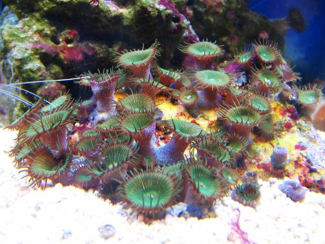 corals inverts - protopalythoa sp. - button polyp stocking in 10 gallons tank - Zoanthids